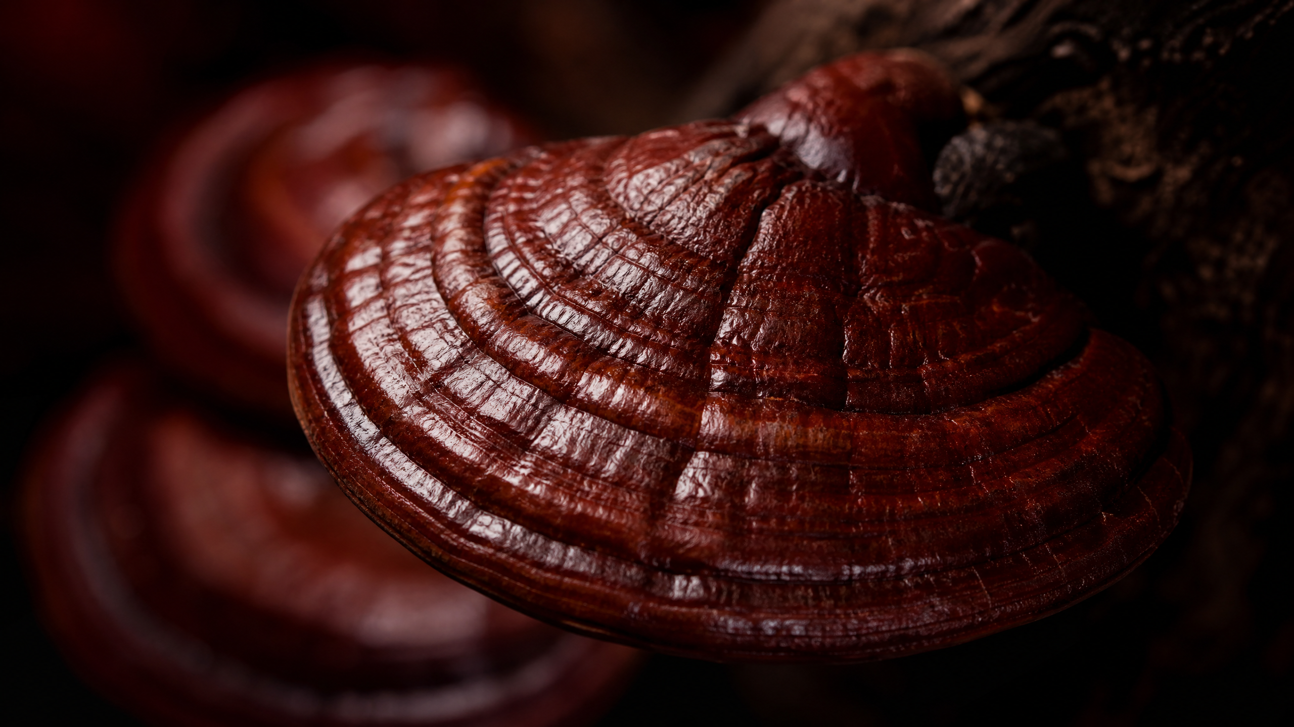 Reishi